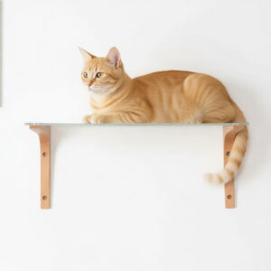 Acrylic Cat Shelves And Perches For Wall 17×12×7