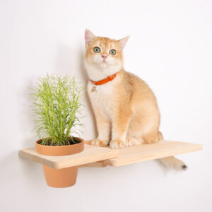 ​​Wall-Mounted Cat Wall Shelf with Storage Tray​​