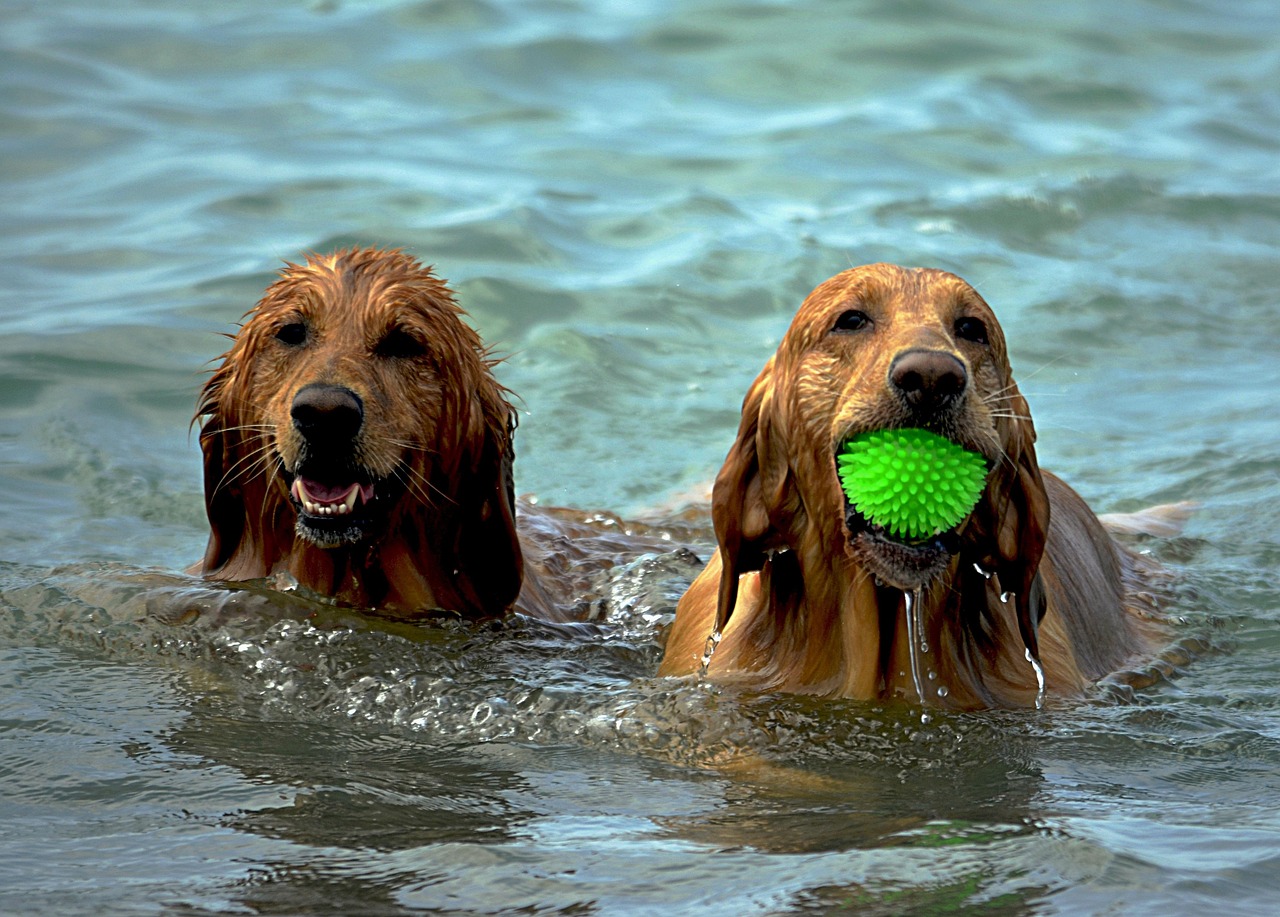dogs, beach, wet, play, summer, pet, canine, water, sand, vacation, animal, active, fur, ball, outdoor, nature, puppy, activity, doggy