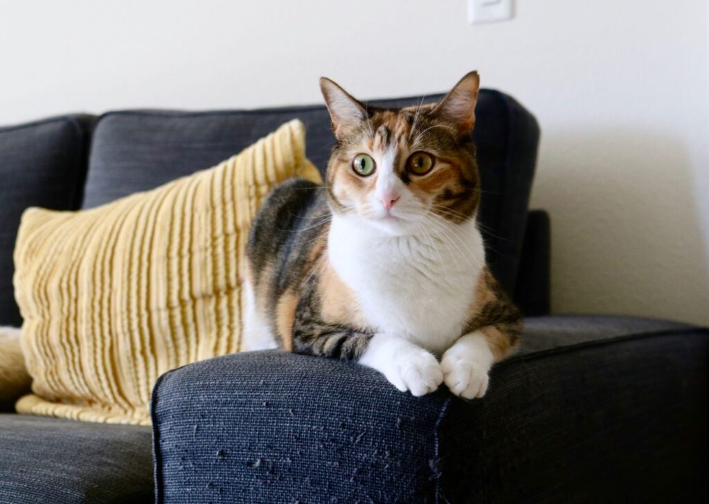 Adorable calico cat relaxing on a sofa indoors with a yellow pillow, peaceful ambiance.