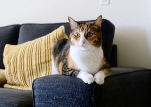 Adorable calico cat relaxing on a sofa indoors with a yellow pillow, peaceful ambiance.